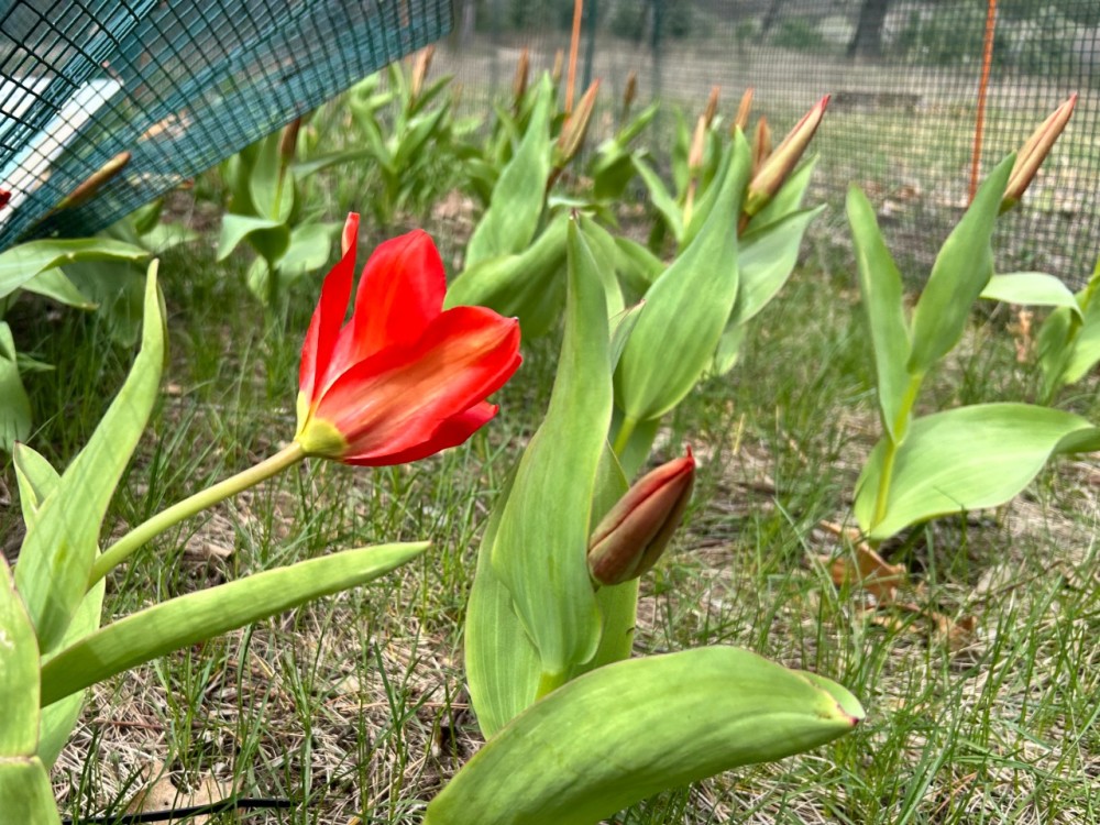 One red tulip blooms, leaning in the wind among a group of not-yet-blooming tulips
