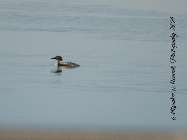 A loon glides along the water