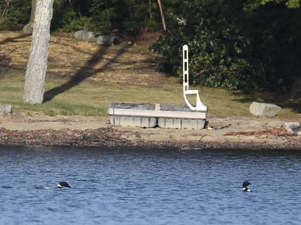 Two loons on the water