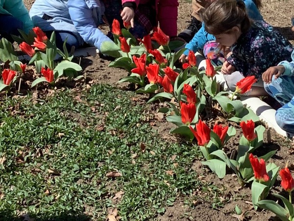 A group of five children looking at planted tulips