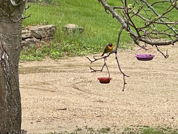 A Baltimore oriole on a tree branch above two feeders