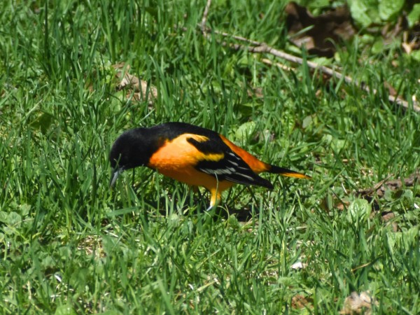 A male Baltimore oriole in green grass