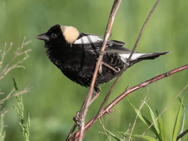 A male bobolink clings to a plant