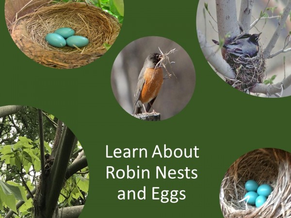 Exploring Together: Robin Nests and Eggs