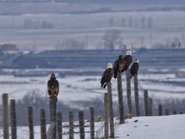 Five eagles on fence posts. Snow is on the ground