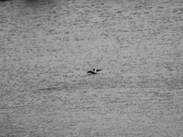 A loon spreads its wings