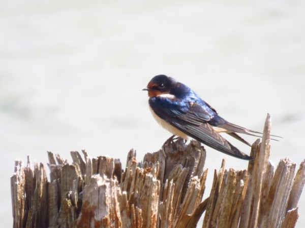 A barn swallow perched 