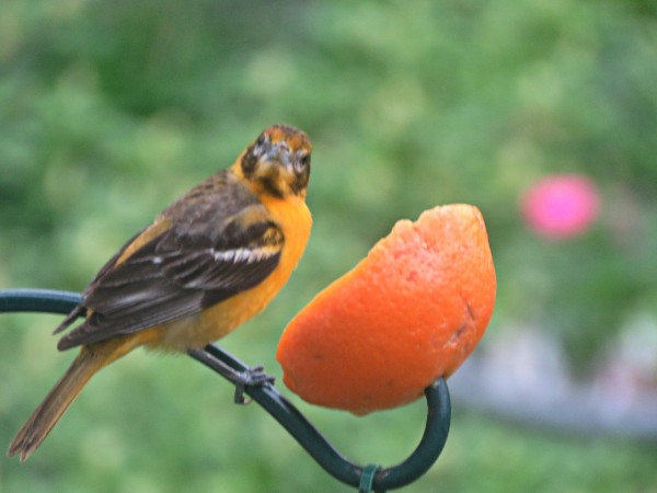 An oriole takes a break from eating from an orange to look at the camera