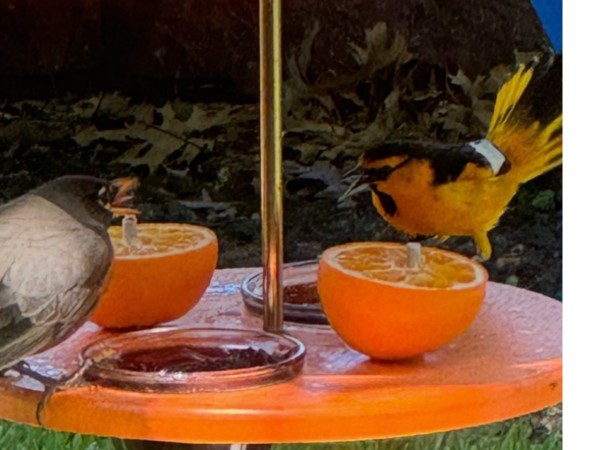 Robin and oriole photographed at the same feeder