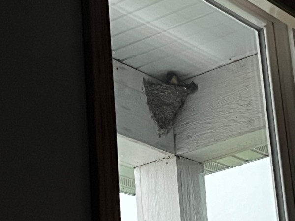 A barn swallow in a mud nest under a roof