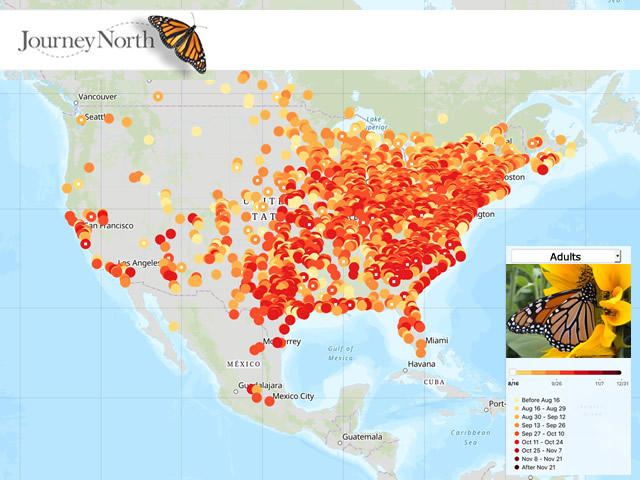 All Sightings: Map of Monarch Butterfly Migration Fall 2019