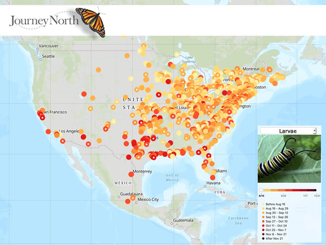 Map of Monarch Butterfly Eggs and Larvae Fall 2019