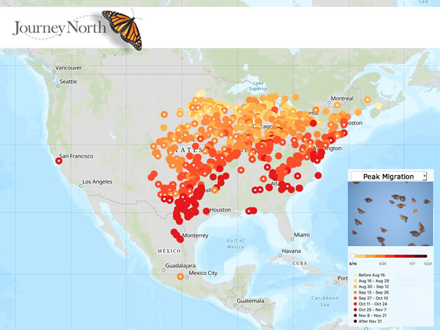 Map: Peak Monarch Butterfly Migration Fall 2019