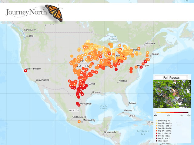Map of Overnight Roosts in Monarch Butterfly Migration Fall 2019