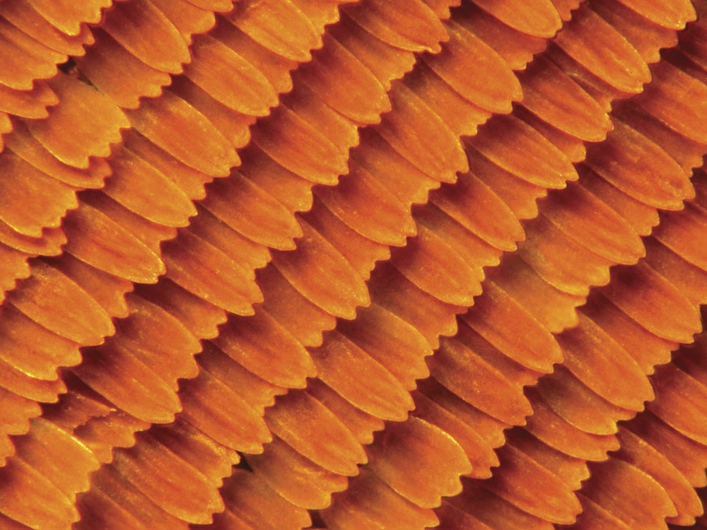 The surface of a monarch's wing is covered with thousands of tiny, flat, colorful scales. As the monarch loses these scales, it loses its color. 