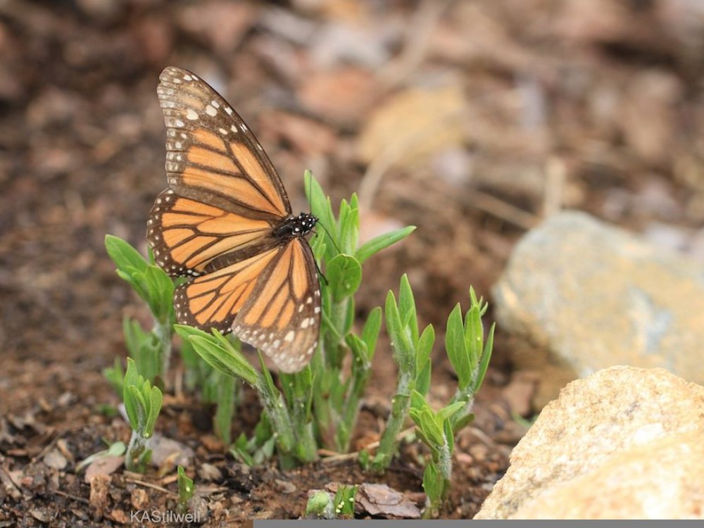 By April, monarchs of the overwintering generation from Mexico have only a few weeks to live. The worn-winged butterflies are no longer their brilliant orange.