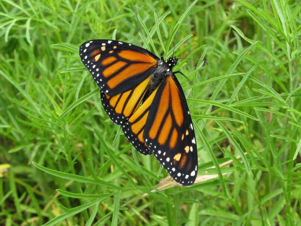 By May, a new generation of monarchs emerges. On fresh wings, these butterflies will complete the spring migration.