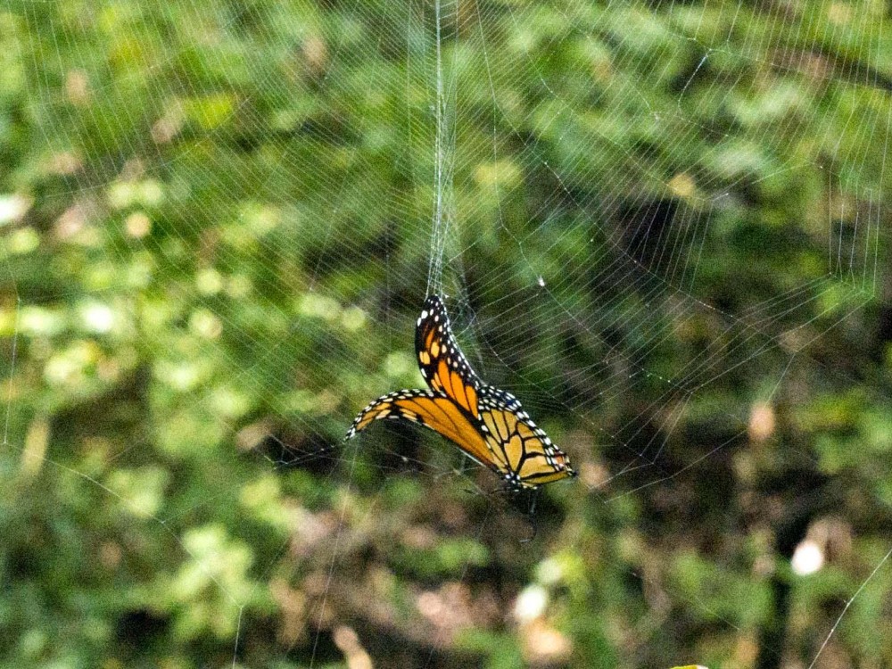 A butterfly may escape a spider's web but its wings may be damaged by the struggle. The sticky silk threads can remain clinging, too.