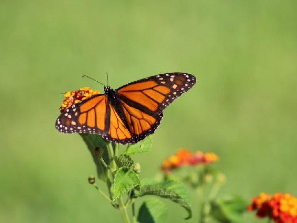 In September, 2017, right after Hurricane Harvey, people reported from the Texas Gulf Coast. "Day #2 and there are monarchs all over the place," wrote Jennifer Wyer from Houston. Another observer, Harlen Aschen, has weathered many hurricanes. "We've watched monarchs out the window clinging to the stems of plants when the winds were topping 50 mph. We also saw monarchs flying the day after Hurricane Claudette when we had had 105 mph winds. They know what to do - hunker-down."