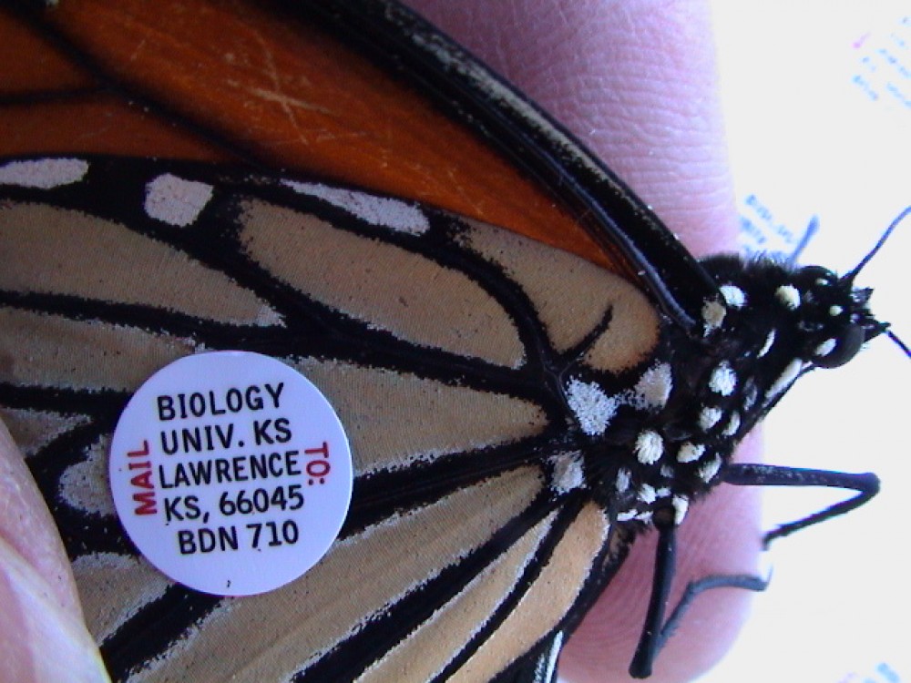 Monarch tags are tiny, light-weight, round stickers. They are a little larger than a hole-punch, about 9 mm in diameter. Each tag has a unique ID number. Look closely and you can see the information each tag carries. 