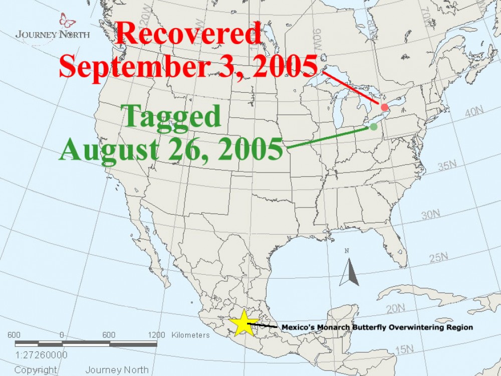 A monarch was tagged in Ohio on August 26, 2005. A few days later, the remnants of Hurricane Katrina moved through. On September 3rd, the monarch was recovered in Ontario. Presumably the winds blew the butterfly in the wrong direction. Monarch expert Don Davis wondered, “Was this Mexico-bound monarch blown by Hurricane Katrina into Ontario, about 165 miles northeast from where it was tagged?”
