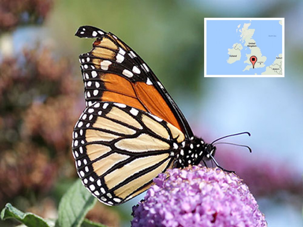 Another time a monarch and a North American bird were discovered in England was after Hurricane Issac in September 2012. "We have seen a few monarchs here over the years — all after storms have swept across the Atlantic. I guess the butterfly and bird were displaced from their normal migration routes by Hurricane Isaac," said Martin Cade of Portland Bird Observatory. Despite the strong winds and 3,500-mile journey, the butterfly was in remarkably good condition. Only the tips of his wings were broken.