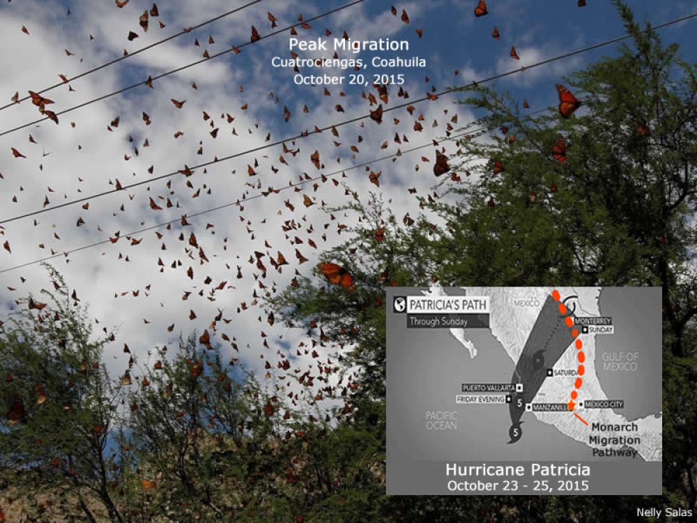 In late October, 2015 while millions of monarchs were funneling across northern Mexico, Hurricane Patricia was headed directly for the migration pathway. Fortunately, the storm system dissipated as it moved across Mexico's rugged landscape. This was a narrow escape for the monarchs. During peak migration, one storm could impact the population on a grand scale. 