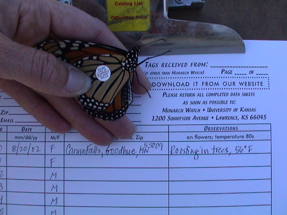 Many tagged monarchs lead to unexpected findings. While on a picnic, one family found their own tagged butterfly 50 miles from home! After a hurricane, a monarch that had been tagged in Ohio was discovered in Canada, 165 miles to the northeast. Strong winds must have carried the butterfly in the wrong direction!