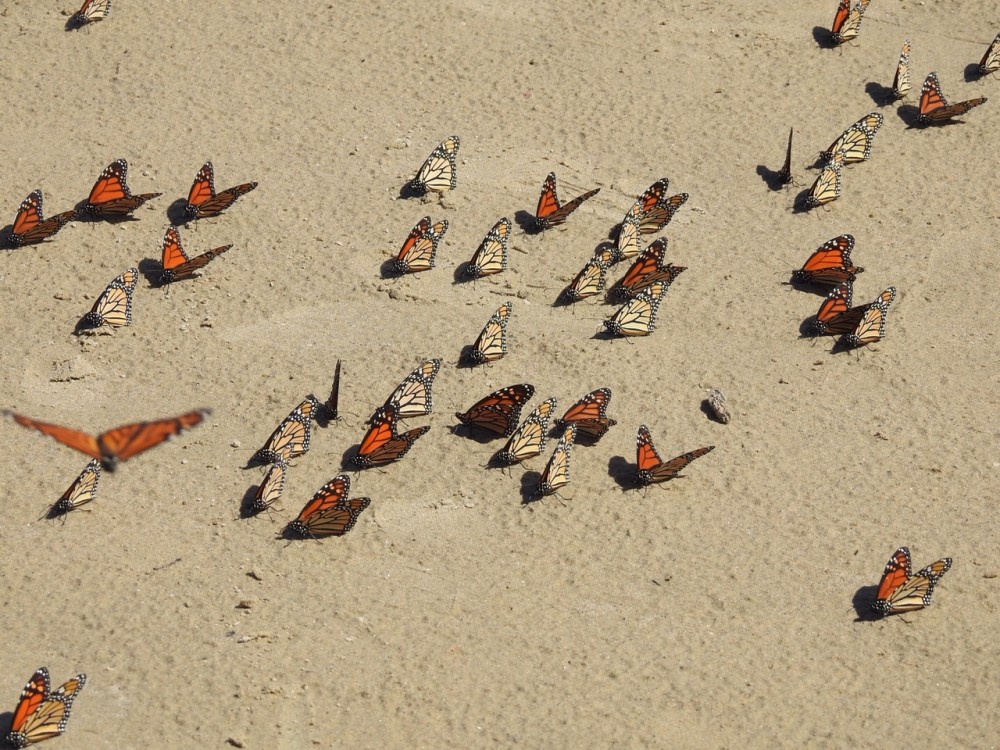 directional flight and resting of monarchs