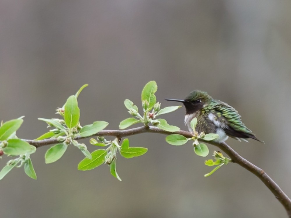 A hummingbird on a branch