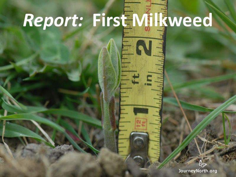 Report: 1st Milkweed of Spring