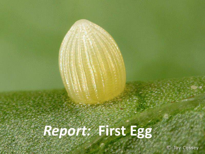 Report: 1st Monarch Butterfly Egg
