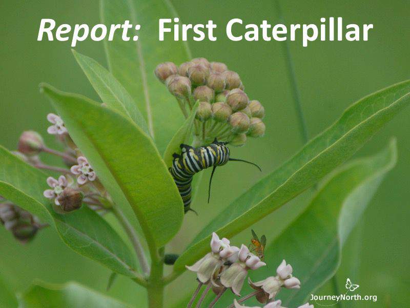Report: 1st Monarch Butterfly Caterpillar
