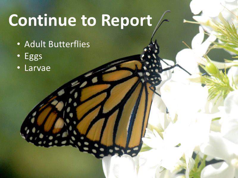 Continue to Report: Monarch Adults, Eggs and Larvae