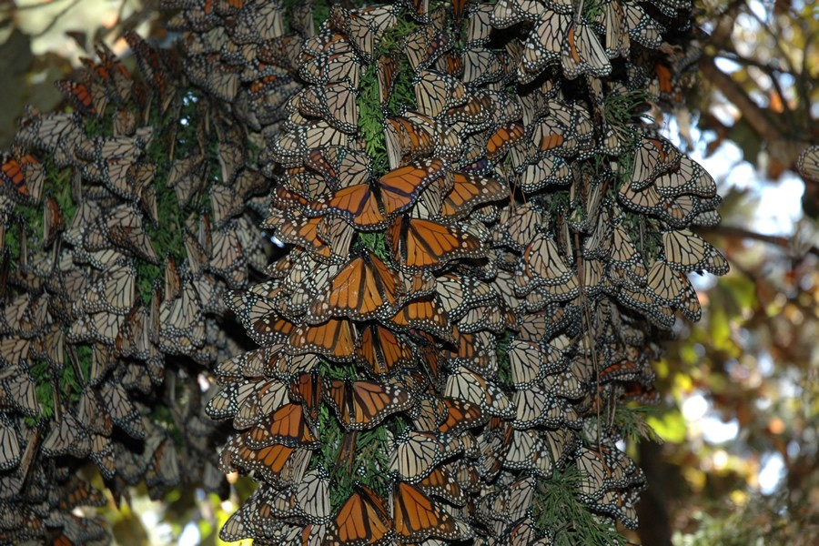 Monarch butterflies arrive in Mexico in November and stay until March. Scientists say they can survive all winter with little or no food at all. How is this possible? Let's explore where monarchs get the energy they need to survive.