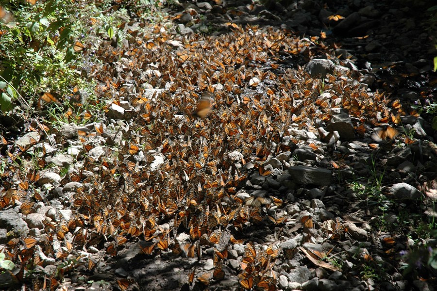 Monarchs do need water to survive the winter. On warm days, the butterflies fly out of the colonies by the millions to drink. At first, scientists didn't realize water was so important. Now they know that protecting the watershed of the forest is an important conservation need.
