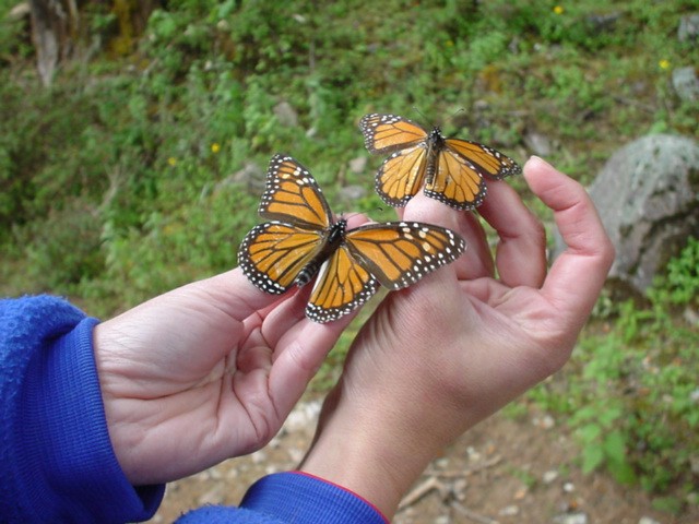 When butterflies arrive in Mexico, some are fat and others are thin. Look at each butterfly's abdomen, where its fat is stored. Which do you think is more likely to survive the winter? Running out of fat is a concern. Monarchs must survive on the food they ate before they went to Mexico.