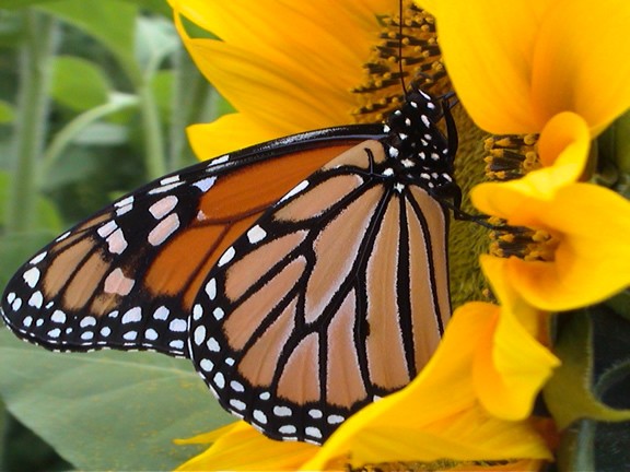 Adult monarch butterflies drink nectar from flowers. Extra food energy is stored as fat in the monarch's abdomen. Monarchs eat hungrily in the fall before—and during—their migration.