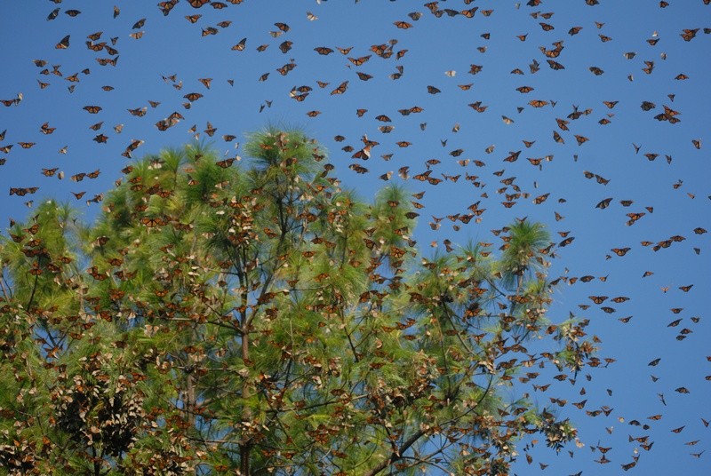 Every fall for hundreds of years, people in our region have witnessed the sudden appearance of monarch butterflies. The monarchs' wondrous arrival carries special meaning, and is tied to our traditions and culture.