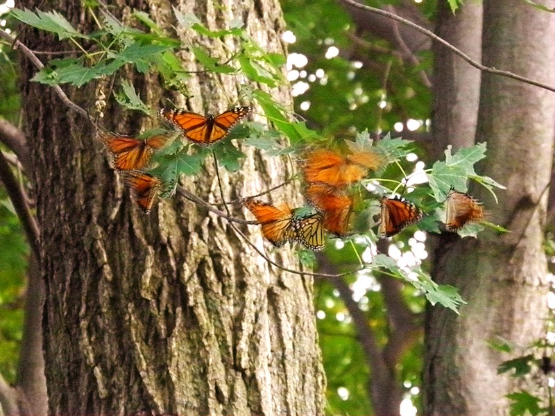 Based on observer reports, trees that provide shelter from the wind are an important factor in roost-site selection. Having a source of nectar nearby also appears to be important. "I've been experimenting with finding roosts," says Mr. Tom Murphy of Minnesota. "I think the key is to find a nectar source. Even when migrating hard, monarchs need to stop for a sip."
