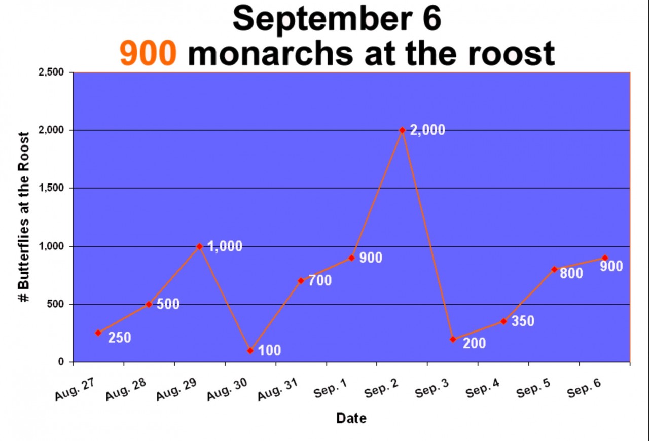 One observer counted the number of monarchs in a roost each night. What can graphing the data show? "The roost grew bigger and bigger when the wind was from the south. When the wind blew from the north the numbers dropped."