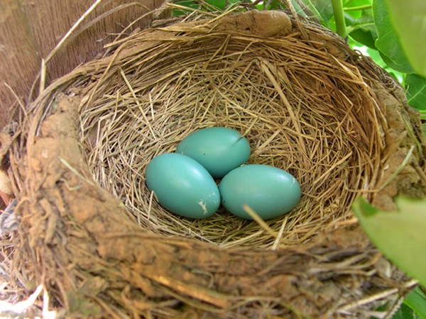 Image of Robin Nest with Eggs