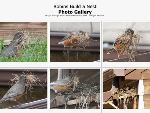 Robins Build a Nest: Photo Gallery