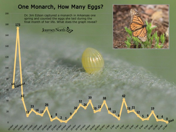 Graph showing how many eggs one monarch butterfly can lay