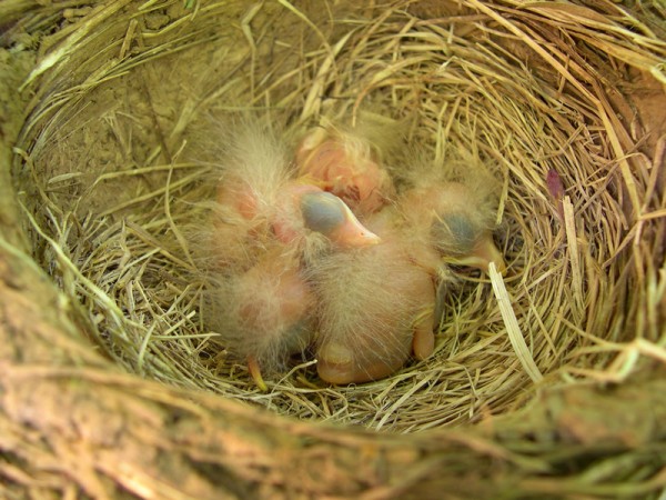 Baby robins in the nest