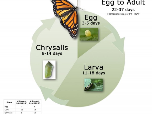 Chart: Monarch Butterfly Life Cycle
