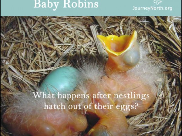 Infographic of baby robin in nest with open beak