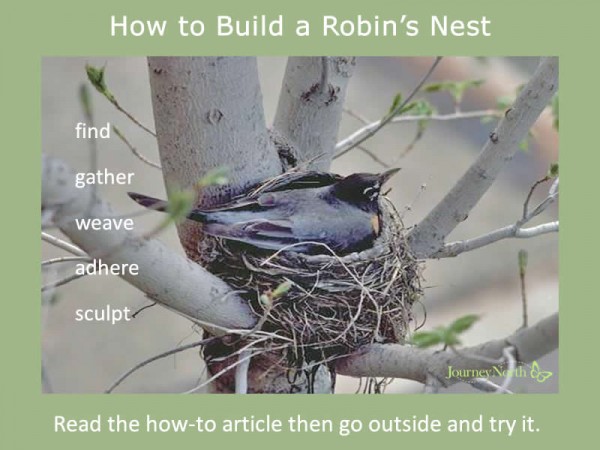 Infographic about how to build a robin's nest