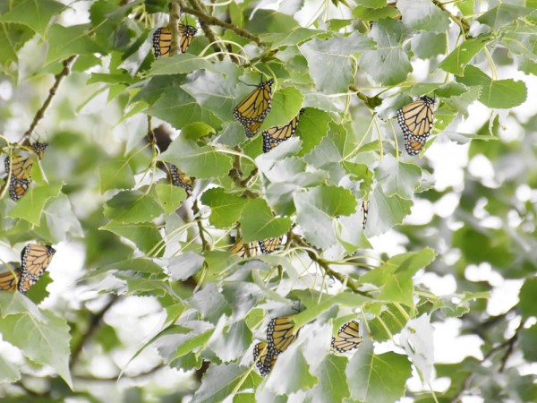 Image of roosting monarch butterflies at beginning of fall migration. 