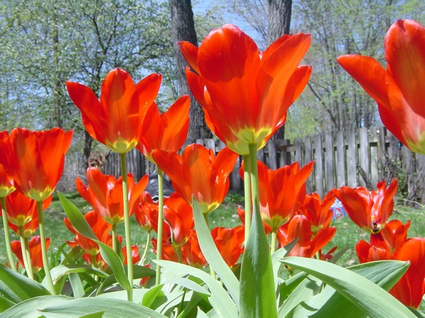 Photo of a blooming tulip garden.